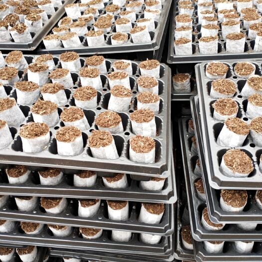 灵山县育苗袋/育苗杯/容器袋  基质杯    容器杯    育苗杯   无纺布袋杯