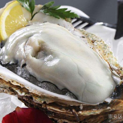 乳山市乳山牡蛎 海水 鲜活水产