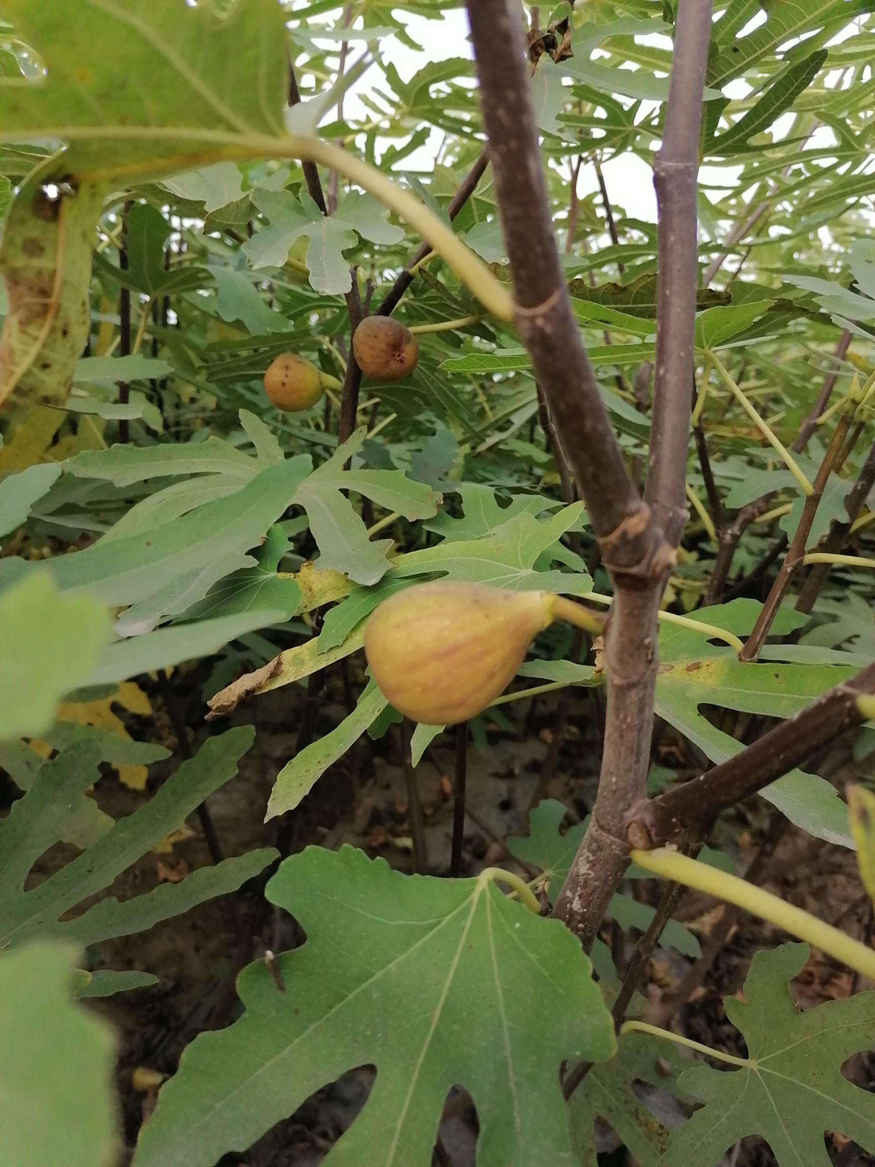 波姬紅無花果苗  無花果樹苗 布蘭瑞克 紫果 青皮 當年結果可簽合同