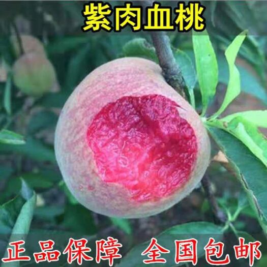 平邑县血桃苗  桃树苗 紫肉血桃 嫁接苗 基地发货 现挖现发 死苗补发