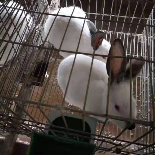 嘉祥县黑兔 伊拉兔