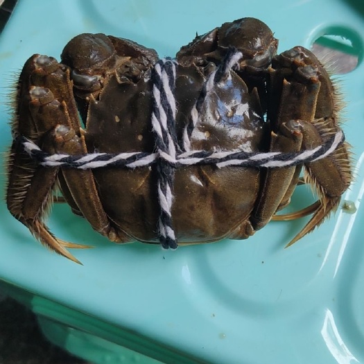 平阳县 兴化，高淳，洪湖大闸蟹批发