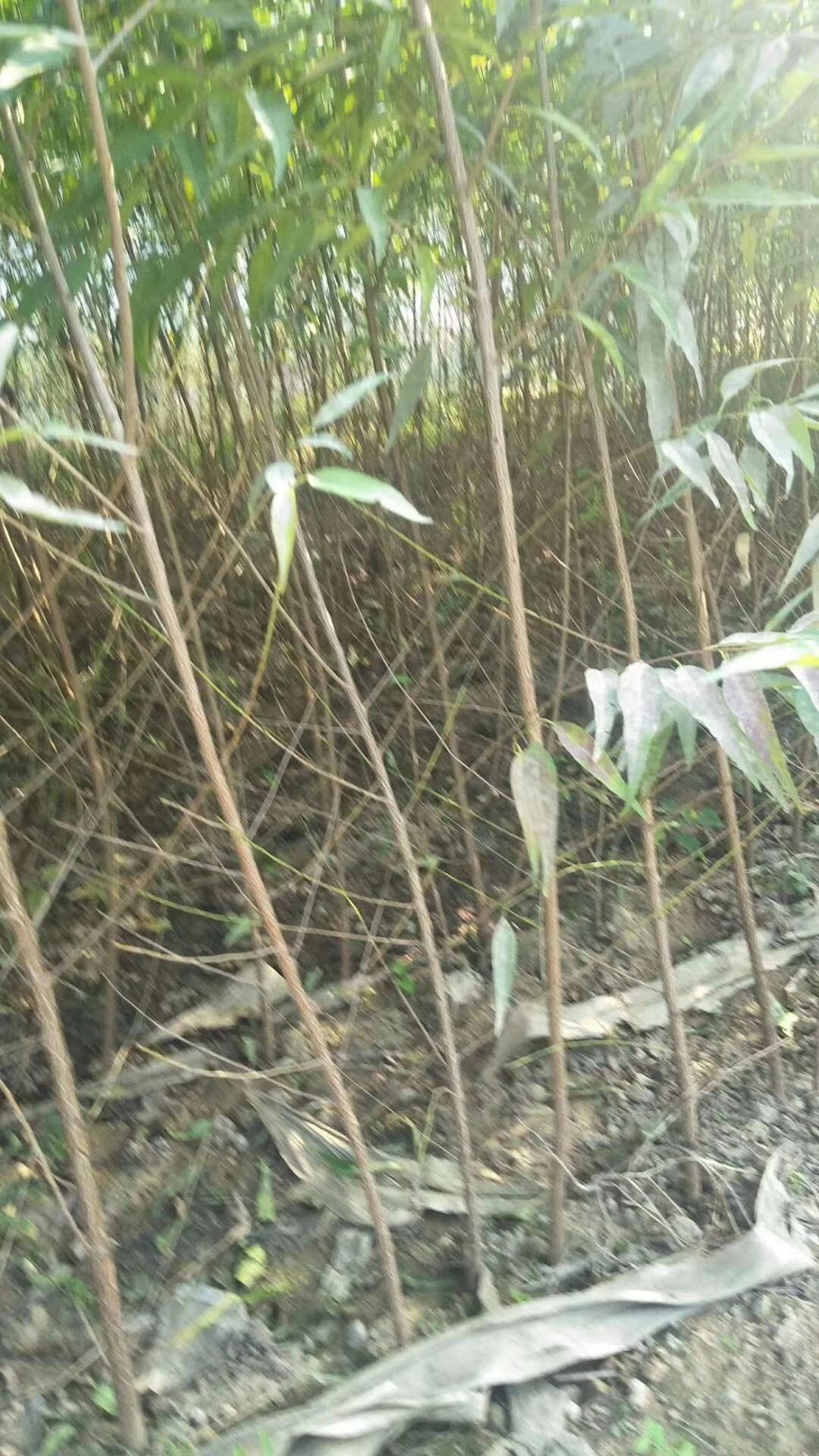 山毛桃树苗  全国保湿包邮.量大优惠。一次合作终身朋友
