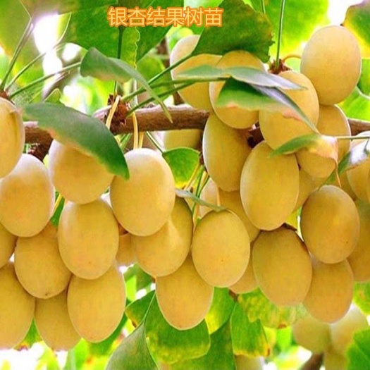 银杏树苗  银杏实生苗 庭院种植  现挖保湿发货 成活率高
