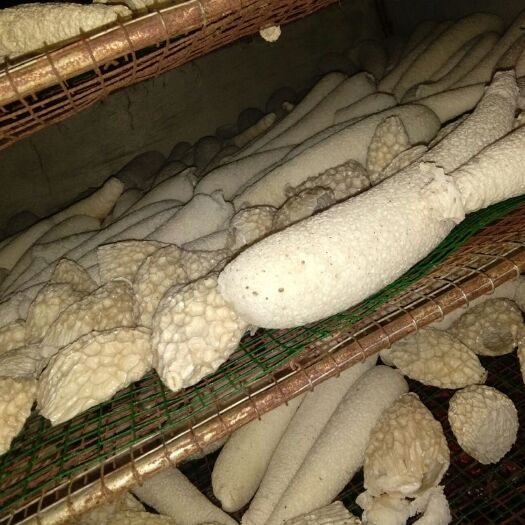 大方县冬荪 干竹荪