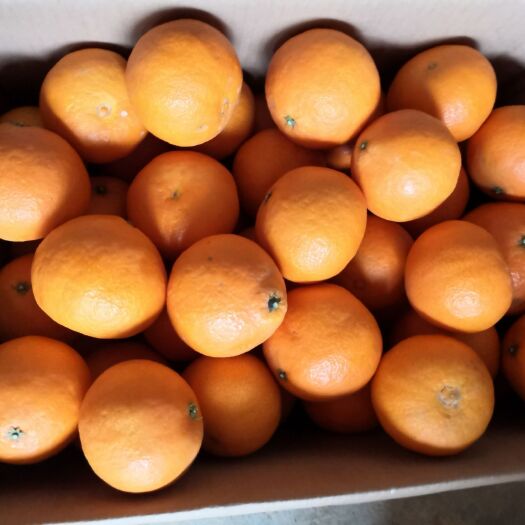 眉山爱媛38号柑桔 眉山爱媛38号水果橙