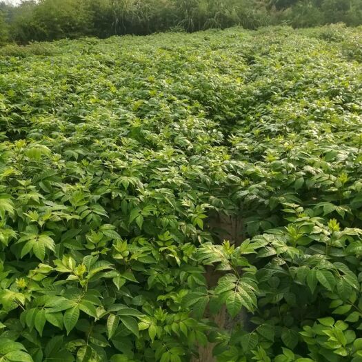 河池 高产江西中花吴茱萸苗