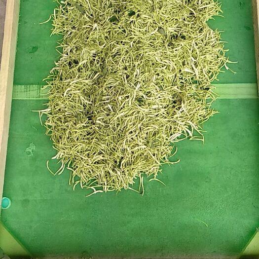 临西县 绿色无公害富硒金银花可做富硒金银花茶
