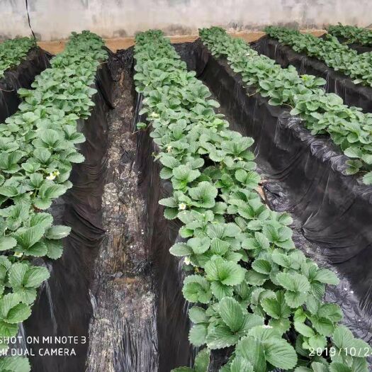 南通红颜草莓苗 10公分以下 地栽苗