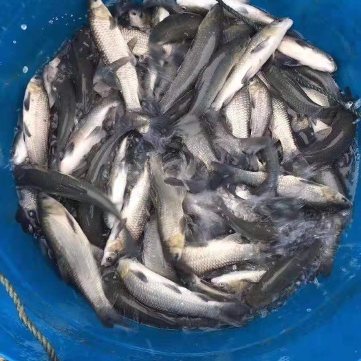 彭水 草鱼  良种广草3号 包运输 消毒下塘