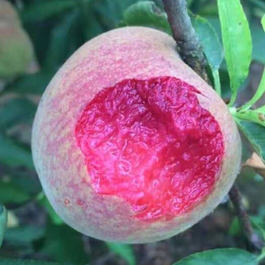 平邑县血桃苗 嫁接苗南北方种植产量高口感甜成活率高喜欢可联系