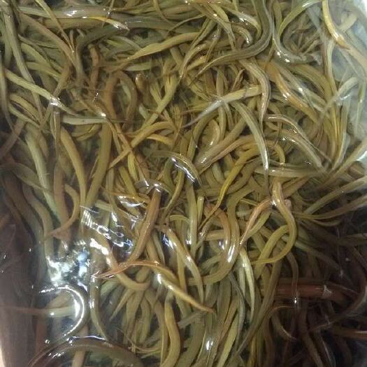 毕节 黄鳝苗 华丰九号黄鳝苗 优质鳝苗 提供养殖技术