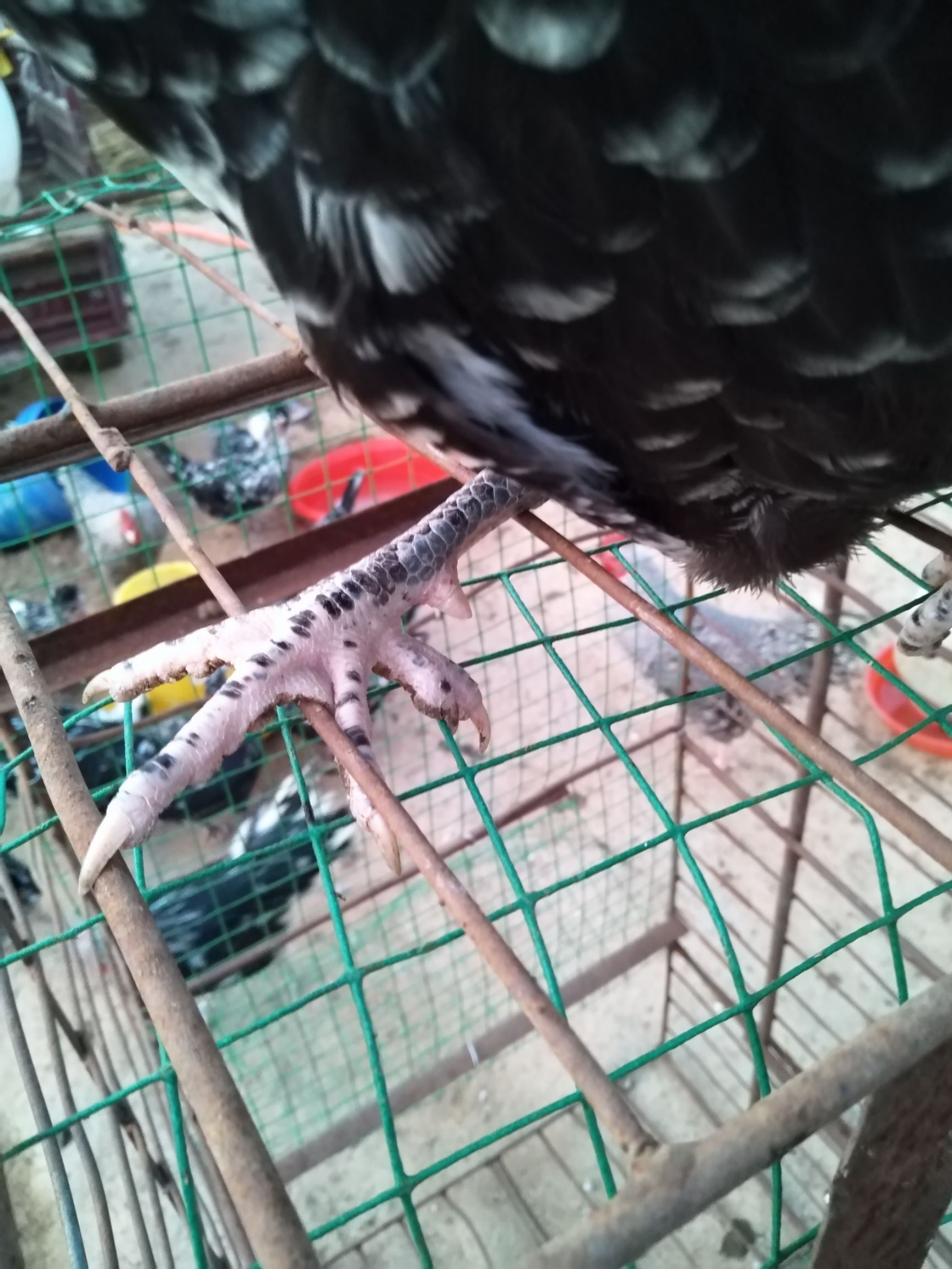  成年贵妃鸡