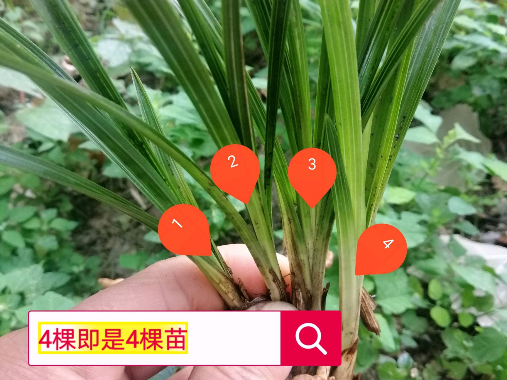 春兰20棵苗起拍绿植花卉兰花苗兰花草盆景邮费一件8块多购优惠