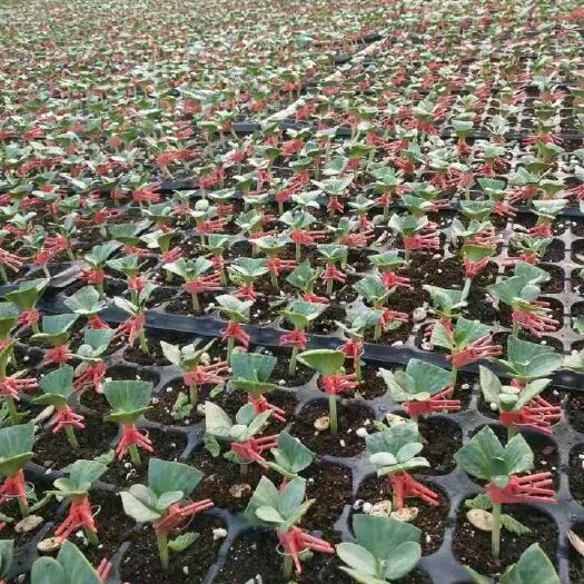 宿州8424西瓜苗 多年育苗经验  保证成活率    量大从优