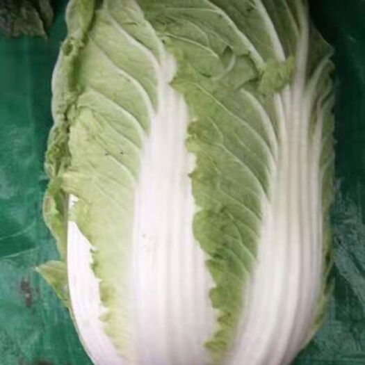 无极县玲珑黄白菜 3~6斤 净菜