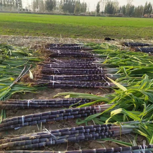菏泽 大量甘蔗批发，实地考察，量大从优