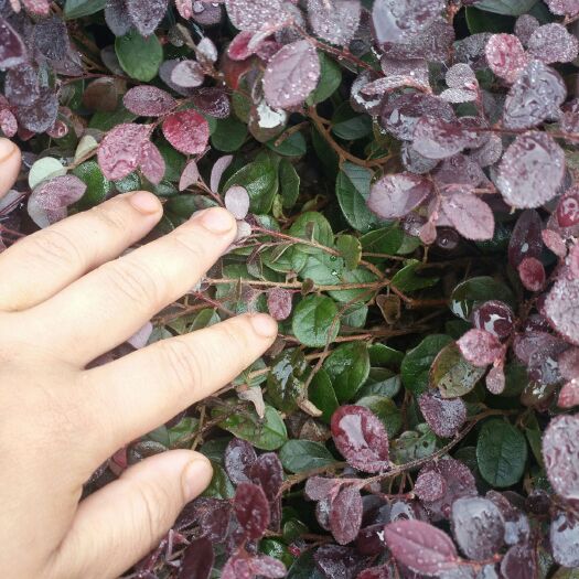 荔浦市 红花继木大量出售 物美价廉