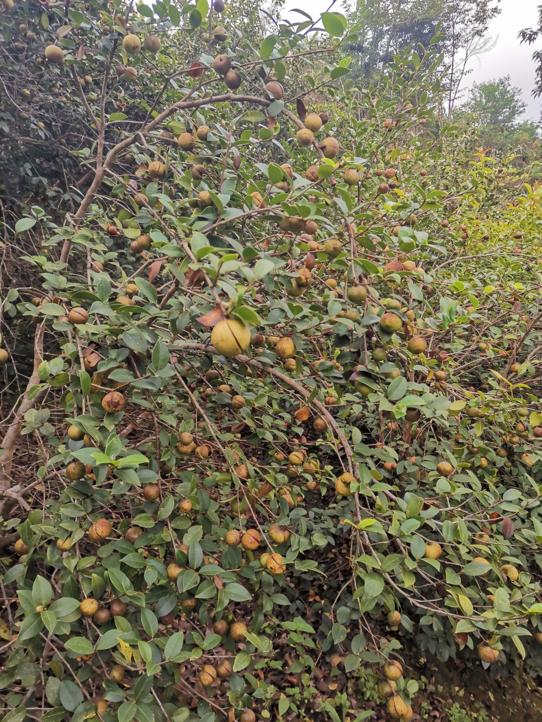  大量贵州高山油茶籽