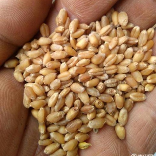 扶风县普通小麦  2020年纯农户优质小麦，产地直销