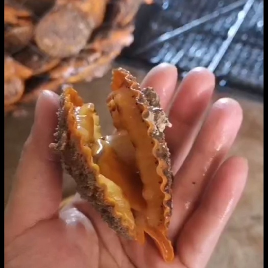 漳浦县黄金贝  黄金大扇贝，海边直批，规格齐全  烧烤工厂加工好食材量大更优