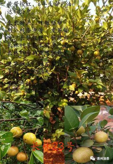 宜春油茶树苗  高产嫁接油茶苗