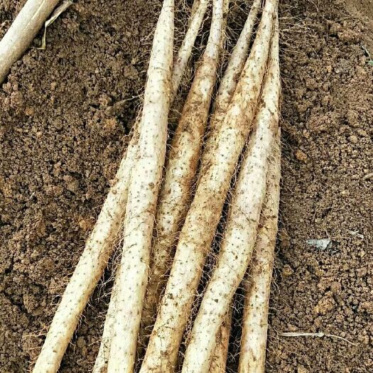 安顺 白玉山药口味好