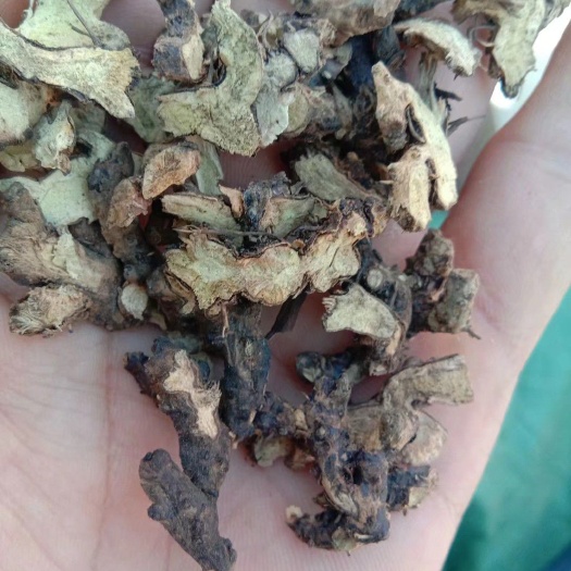 亳州短角淫羊藿 仙灵脾