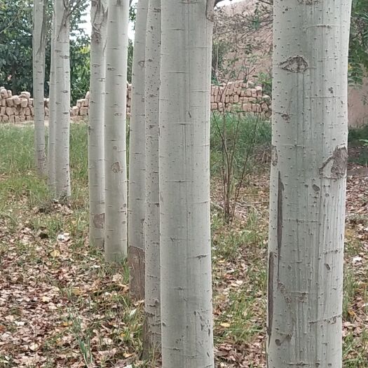 新疆杨 清地抛售