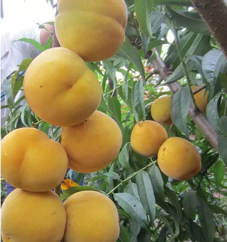 黄桃苗 芒果味的黄桃  可实地考察