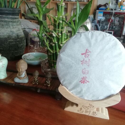 双江县 白茶