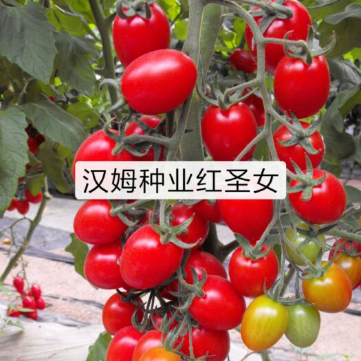 寿光市樱桃西红柿苗 各色樱桃小柿子苗子