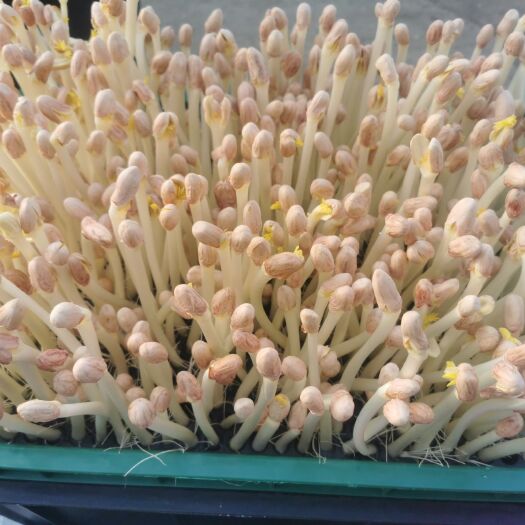 南京花生芽 养生长寿芽