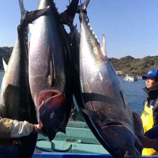 深圳 日本蓝鳍金枪鱼