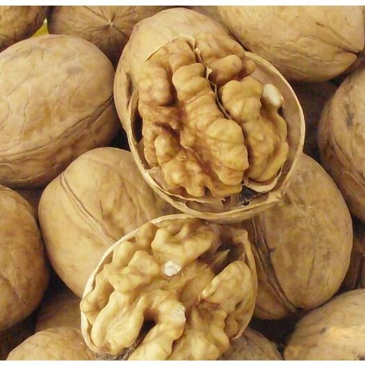 阿克苏市新疆185核桃 果子大  质量好