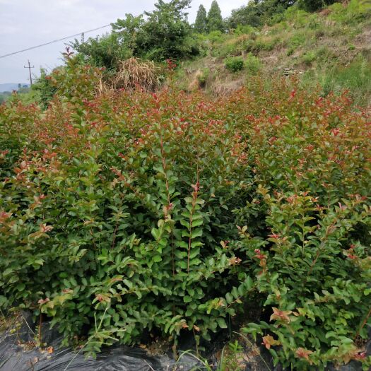 阳朔县 紫薇扦插苗火箭红一手货源基地直供