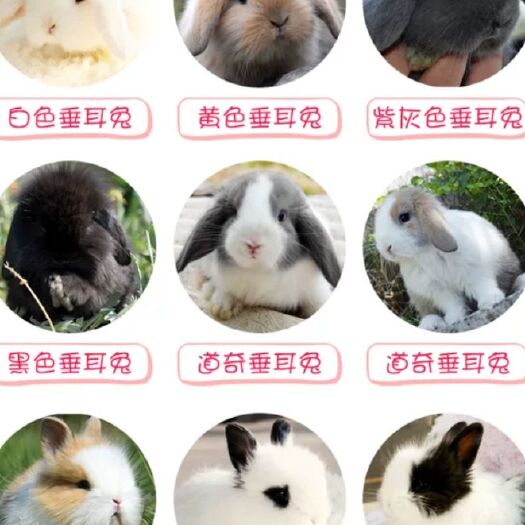 垂耳兔 黑白道奇兔