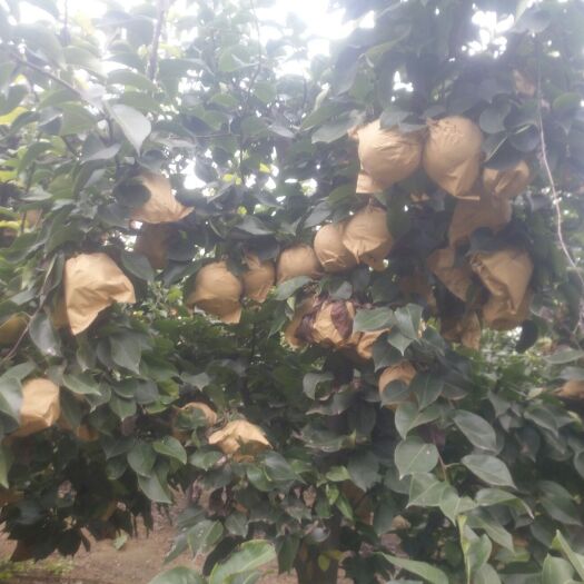 濮阳县晚秋黄梨 个大，味甜，核小，