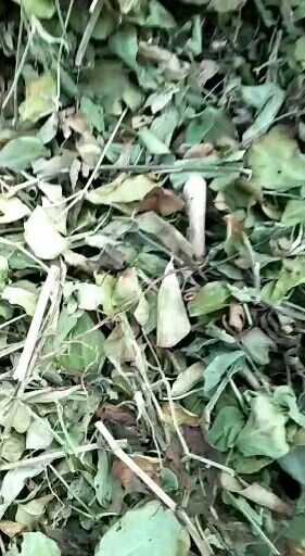 遂平县花生秧 牛羊草