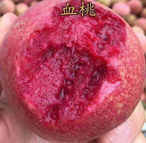 平邑县 嫁接血桃苗  基地直发  现挖先发 包成活  包技术指导