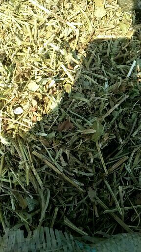 遂平县 花生秧是喂牛羊驴马的，比其它干草营养成份要高的多。