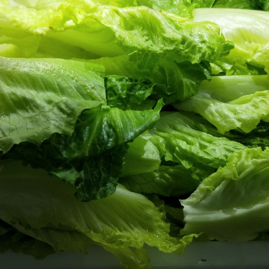 贵阳蔬菜面 新鲜蔬菜