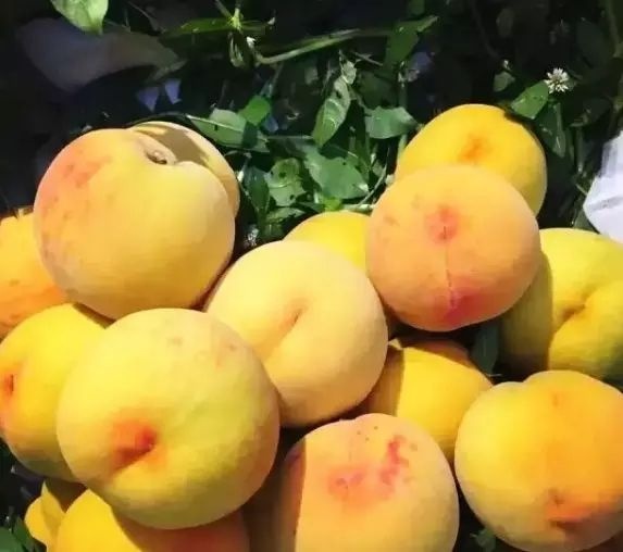 平邑县黄桃苗 芒果味的黄桃  可实地考察