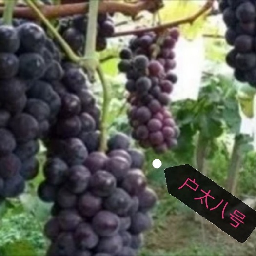 稷山县户太八号葡萄苗