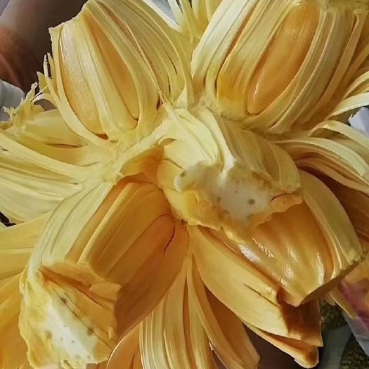凭祥市 菠萝蜜红肉菠萝蜜
