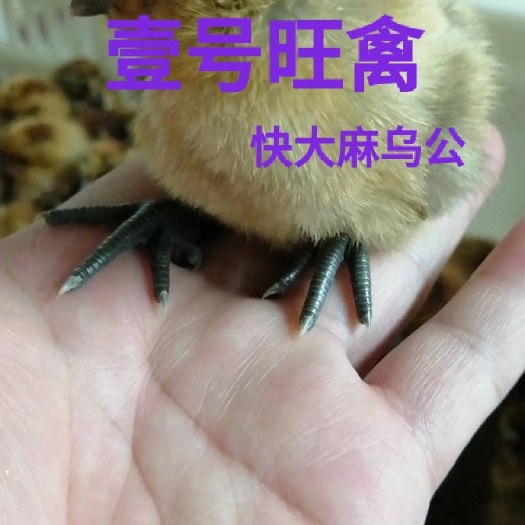 广州麻羽乌鸡苗 快大 麻乌 麻羽乌皮土鸡公苗