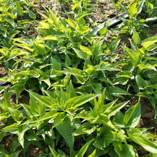 兴业县百部种子  广西高产对叶百部种苗