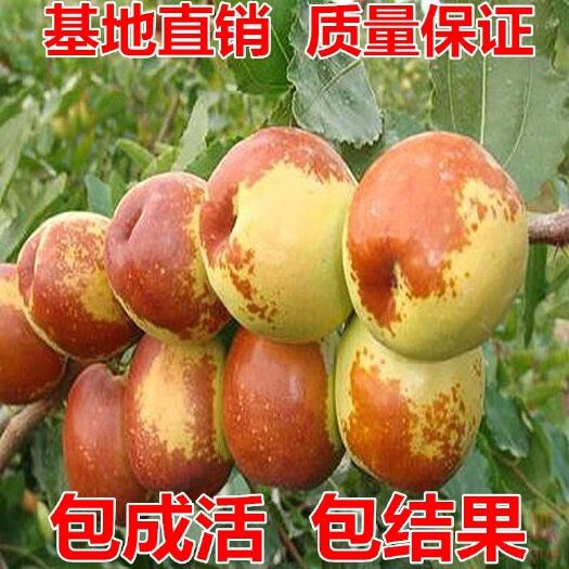 平邑县大雪枣苗  现挖保湿发货 死苗免费补发 成活率高
