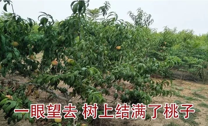 黄桃苗 芒果味的黄桃  可实地考察