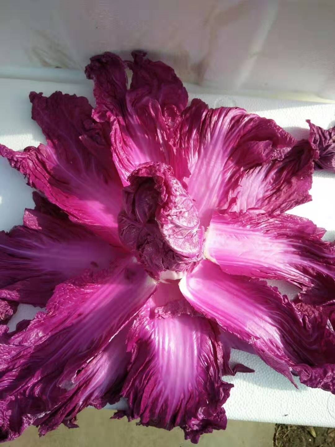 寿光市 韩国紫色白菜